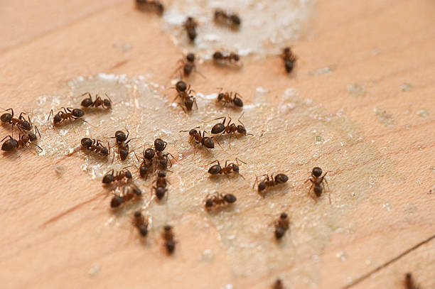 Best Best Pest Control Near Me  in Glandorf, OH