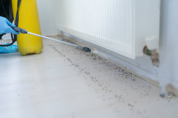 Best Ant Control Services  in Glandorf, OH